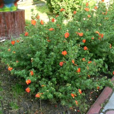 Лапчатка кустарниковая Мэрион Ред Робин Лапчатка кустарниковая Мэрион Ред Робин фото