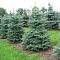 Пихта одноцветная, С3 - Dolina-Sad.Ru