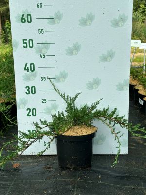 Можжевельник горизонтальный Прострата, С3 Можжевельник горизонтальный Прострата, С3 - Dolina-Sad.Ru