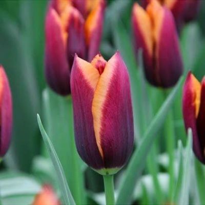 Тюльпан Мувота Тюльпан Мувота фото