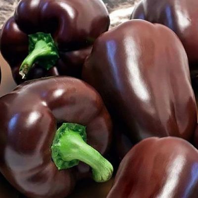 Перец сладкий Шоколадка Перец сладкий Шоколадка - Dolina-Sad.Ru