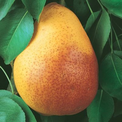 Груша Флейта Груша Флейта - Dolina-Sad.Ru