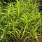 Осока пальмовидная фото