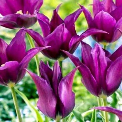 Тюльпан Юми но Мурасаки Тюльпан Юми но Мурасаки фото