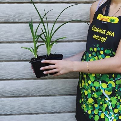 Лилейник Хей Зе фото