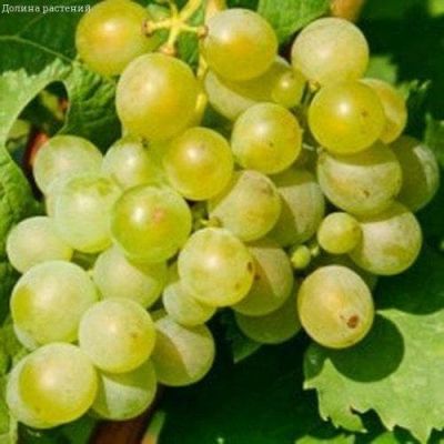 Виноград Мускат белый Шатилова Виноград Мускат белый Шатилова фото