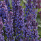 Шалфей дубравный Нью Дименшн Блю Шалфей дубравный Нью Дименшн Блю фото