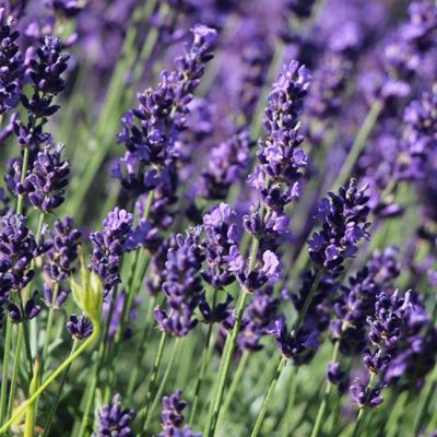 Лаванда узколистная "Hidcote Compact" фото