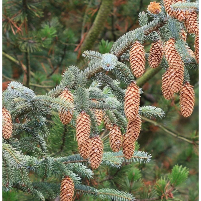 Ель ситхинская, С2 - Dolina-Sad.Ru