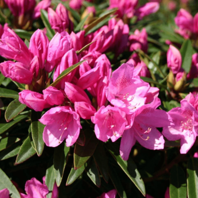 Рододендрон Грациелла Рододендрон Грациелла фото