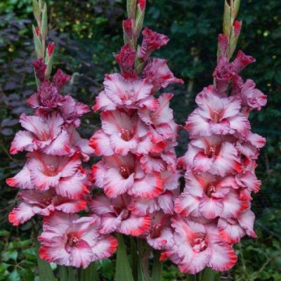 Гладиолус Тэдс Трамп Гладиолус Тэдс Трамп - Dolina-Sad.Ru