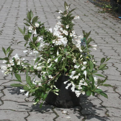 Вейгела Блэк энд Вайт Вейгела Блэк энд Вайт фото