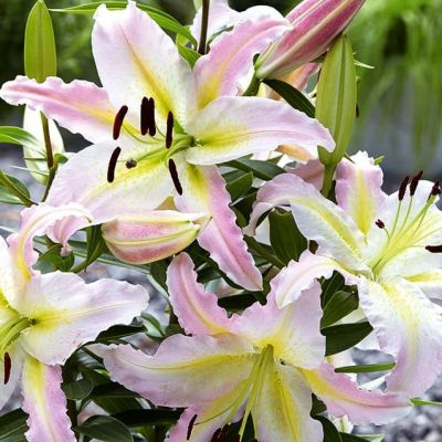 Лилия Бамако Лилия Бамако фото