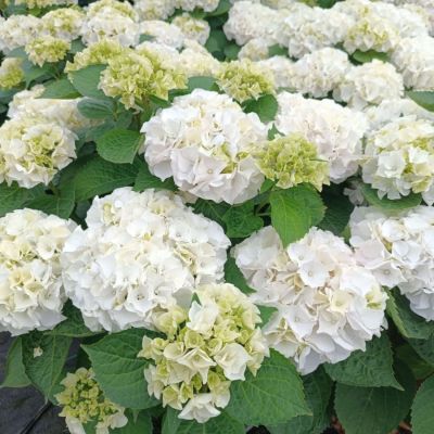 Гортензия крупнолистная Вуде - Dolina-Sad.Ru
