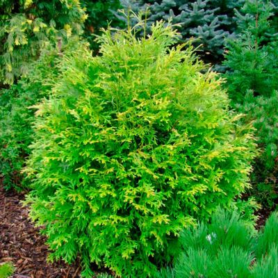 Туевик долотовидный Ауреа Туевик долотовидный Ауреа - Dolina-Sad.Ru