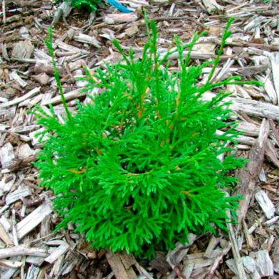 Туя западная Страско Туя западная Страско - Dolina-Sad.Ru