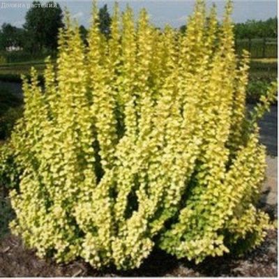 Барбарис Тунберга Голден Рокет Барбарис Тунберга Голден Рокет фото