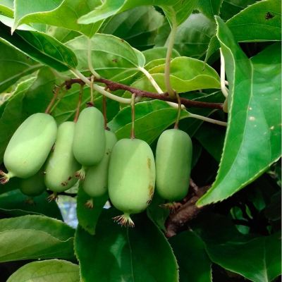 Актинидия аргута Джамбо Актинидия аргута Джамбо - Dolina-Sad.Ru