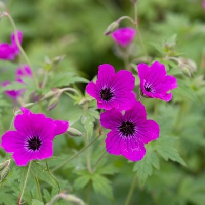 Герань Ред Адмирал - Dolina-Sad.Ru