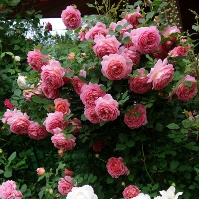 Роза Джубили Селебрейшн в горшке - Dolina-Sad.Ru