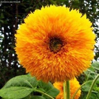 Подсолнечник Золотой фото