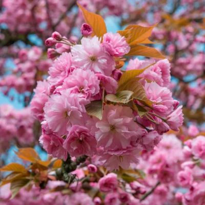 Сакура мелкопильчатая Канзан Сакура мелкопильчатая Канзан - Dolina-Sad.Ru