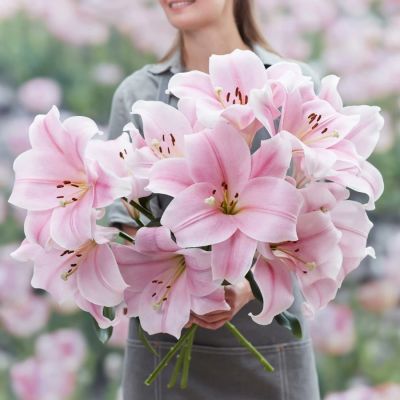 Лилия Кали Лилия Кали - Dolina-Sad.Ru