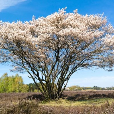 Ирга Ламарка, С3 - Dolina-Sad.Ru