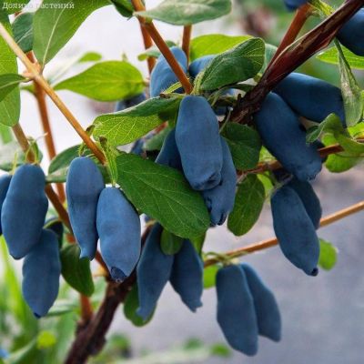 Жимолость Аврора - Dolina-Sad.Ru