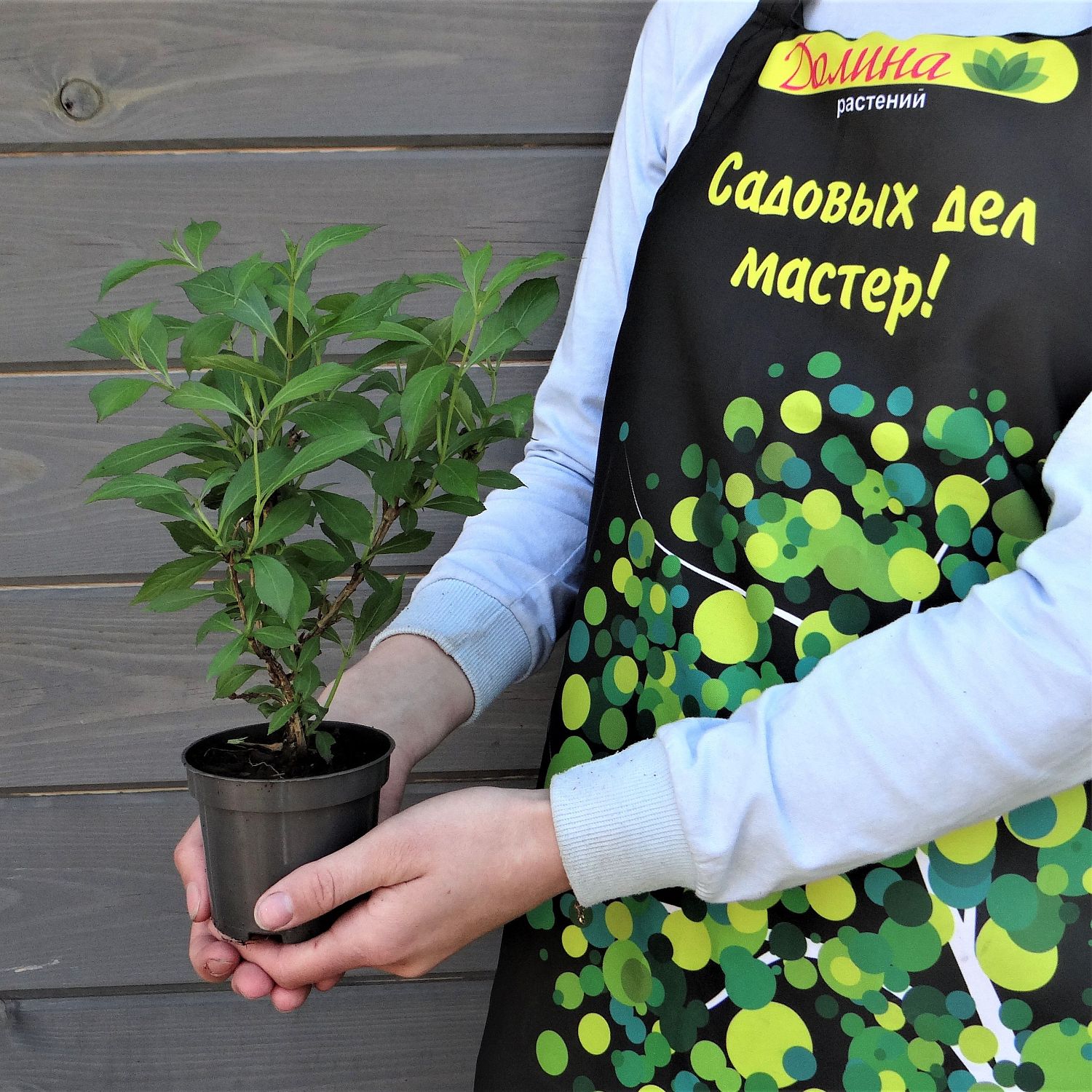 Вейгела Блэк энд Вайт Вейгела Блэк энд Вайт фото