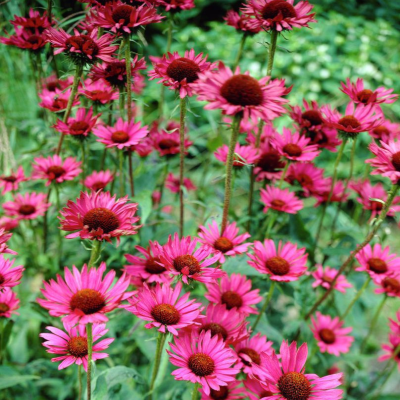 Эхинацея пурпурная Винтаж Вайн Эхинацея пурпурная Винтаж Вайн - Dolina-Sad.Ru