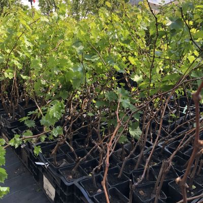 Виноград Мускат белый Шатилова Виноград Мускат белый Шатилова фото