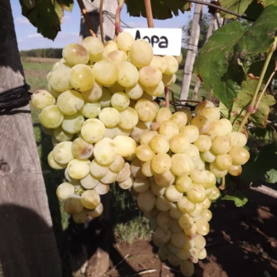 Виноград Лора Виноград Лора фото