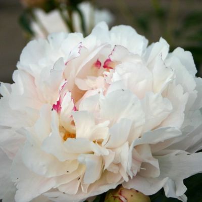 Пион Ми Жюль Дессерт - Dolina-Sad.Ru