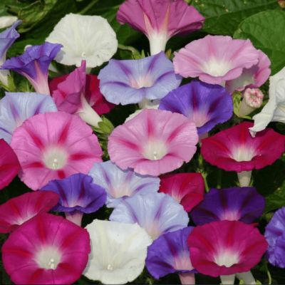 Ипомея Смесь окрасок фото