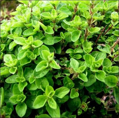 Майоран садовый Байкал Майоран садовый Байкал фото