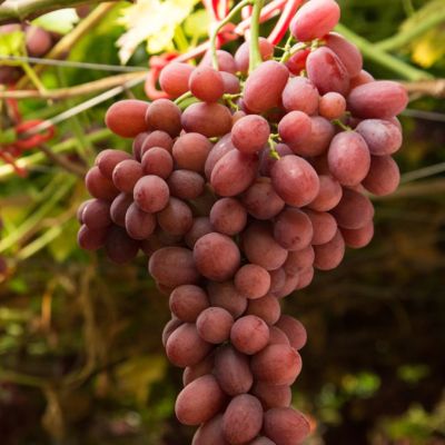 Виноград Арочный Виноград Арочный - Dolina-Sad.Ru