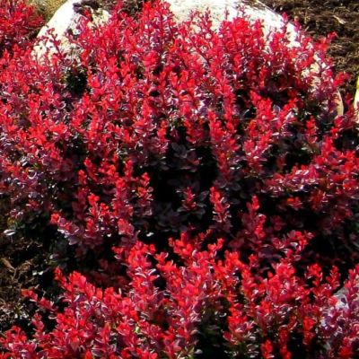 Барбарис тунберга Пигми Руби Барбарис тунберга Пигми Руби - Dolina-Sad.Ru