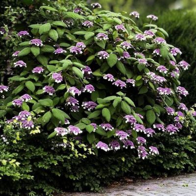 Гортензия шершавая Хот Шоколад, С3 - Dolina-Sad.Ru