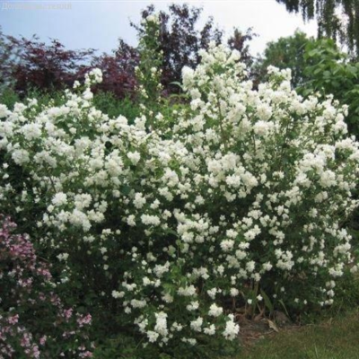 Жасмин Миннесота Сноуфлейк Жасмин Миннесота Сноуфлейк фото