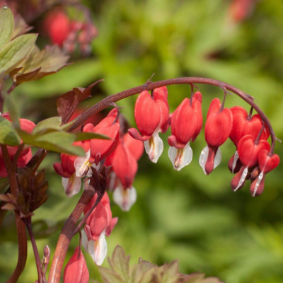 Дицентра Валентина Дицентра Валентина фото
