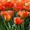 Тюльпан Монте Оранж Тюльпан Монте Оранж фото
