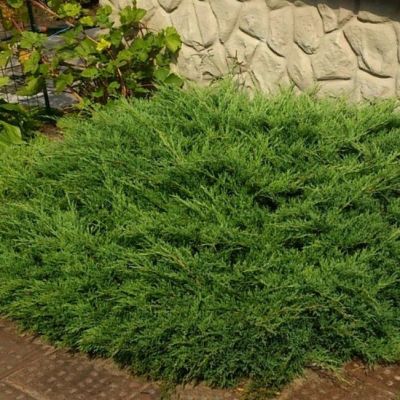 Можжевельник Андорра Компакта фото