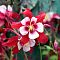 Аквилегия Свон Ред + Уайт Аквилегия Свон Ред + Уайт - Dolina-Sad.Ru