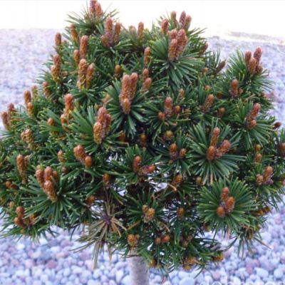 Сосна крючковатая Круснохорец Сосна крючковатая Круснохорец - Dolina-Sad.Ru