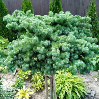 Лиственница японская Блю Дварф Лиственница японская Блю Дварф - Dolina-Sad.Ru