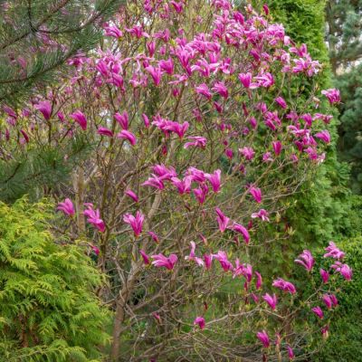 Магнолия Орхид - Dolina-Sad.Ru