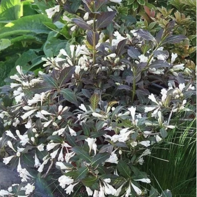 Вейгела Блэк энд Вайт Вейгела Блэк энд Вайт фото