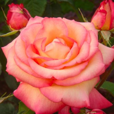 Роза Ди Вельт Роза Ди Вельт - Dolina-Sad.Ru