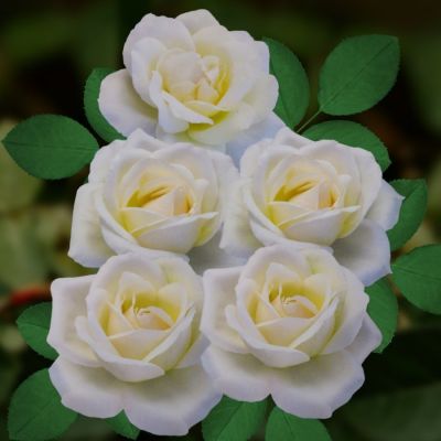 Роза Белый Медведь (аромат) - Dolina-Sad.Ru